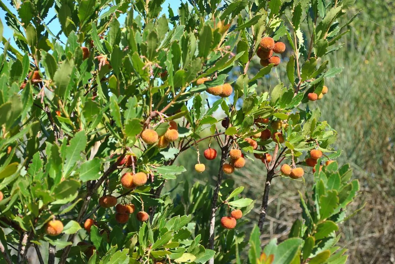 La Casa Di Spinosella Διαμέρισμα Valledoria  Ιταλία